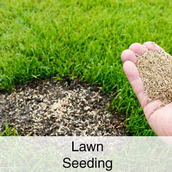 Lawn Seeding